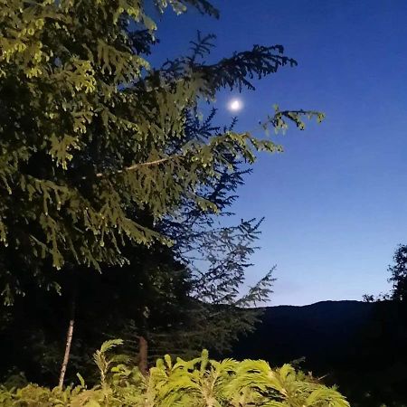 Kalmul Naturii, Iuresul Padurii Firiza ภายนอก รูปภาพ