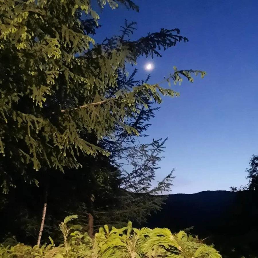 Kalmul Naturii, Iuresul Padurii Firiza ภายนอก รูปภาพ